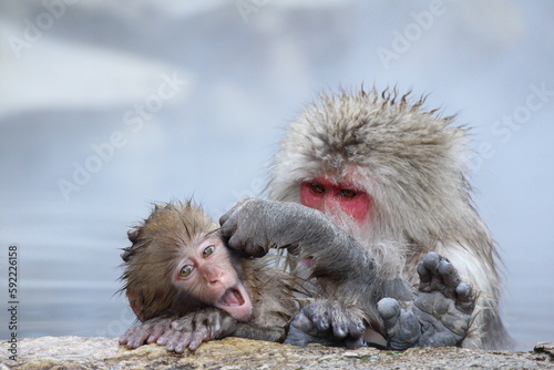 Photography Snow monkey mother and child taking the hot spring, in Nagano, Japan