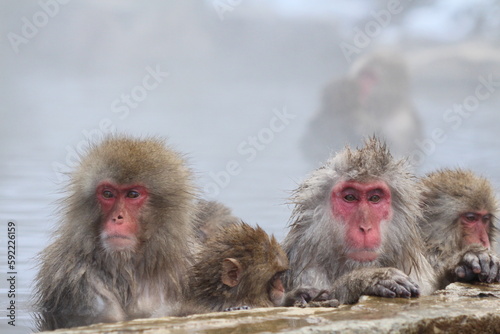 Snow monkey family taking the hot spring, in Nagano, Japan © HanzoPhoto