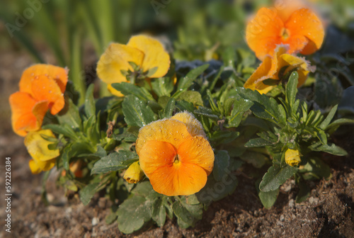 Yellow-orange flowers of garden pansies edged with ice crystals of morning frost © arazu