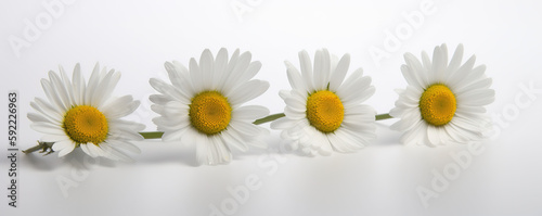 White and yellow daisy flowers on white background.