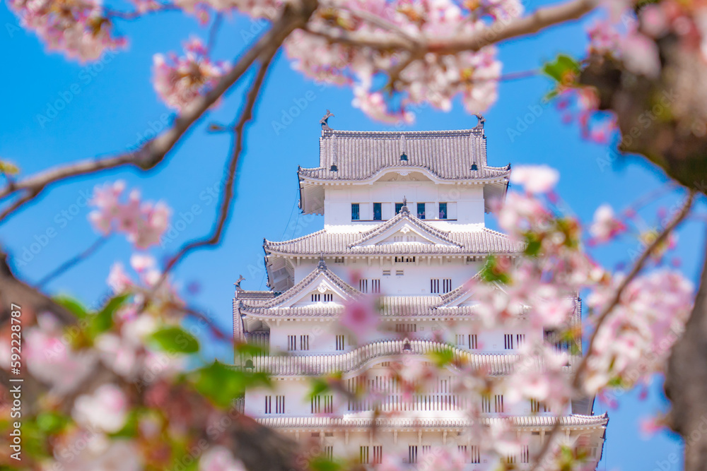 桜に包まれた姫路城