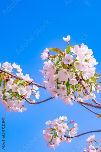 青い海と満開の桜