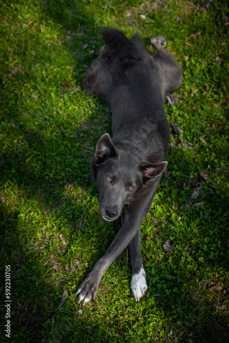 Dog of gray color with white spots on the grass with crossed legs