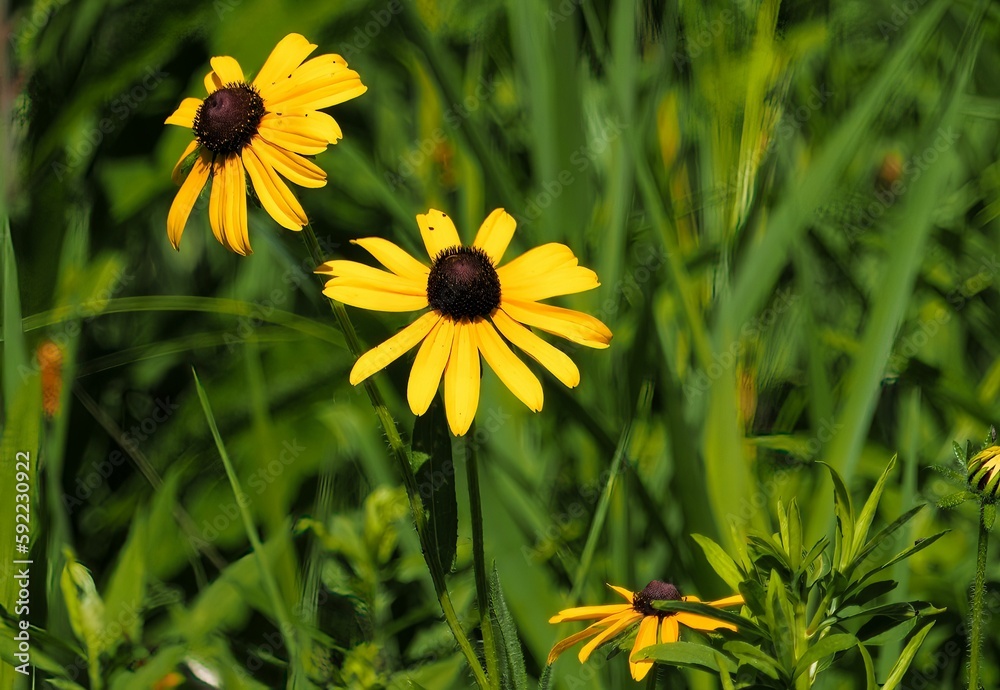 Obraz premium Closeup shot of coneflowers (Rudbeckia) in the field