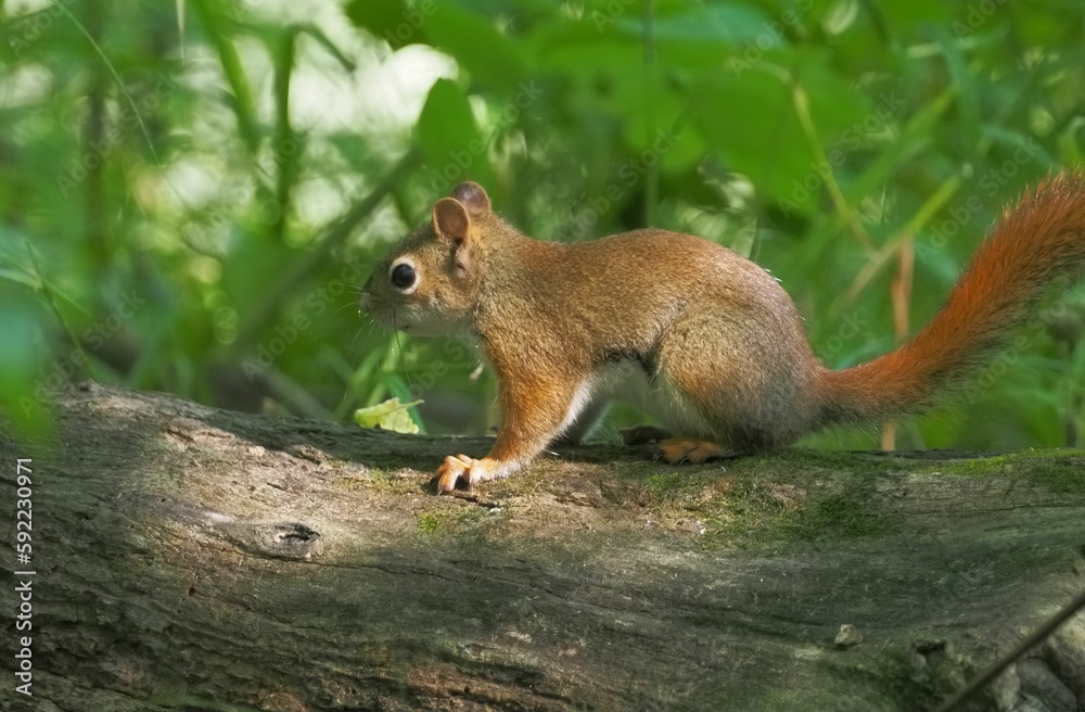 Closeup shot of a Squirrel on a trunk against blurred greenery background Closeup shot of a Squirrel on a trunk against blurred greenery background