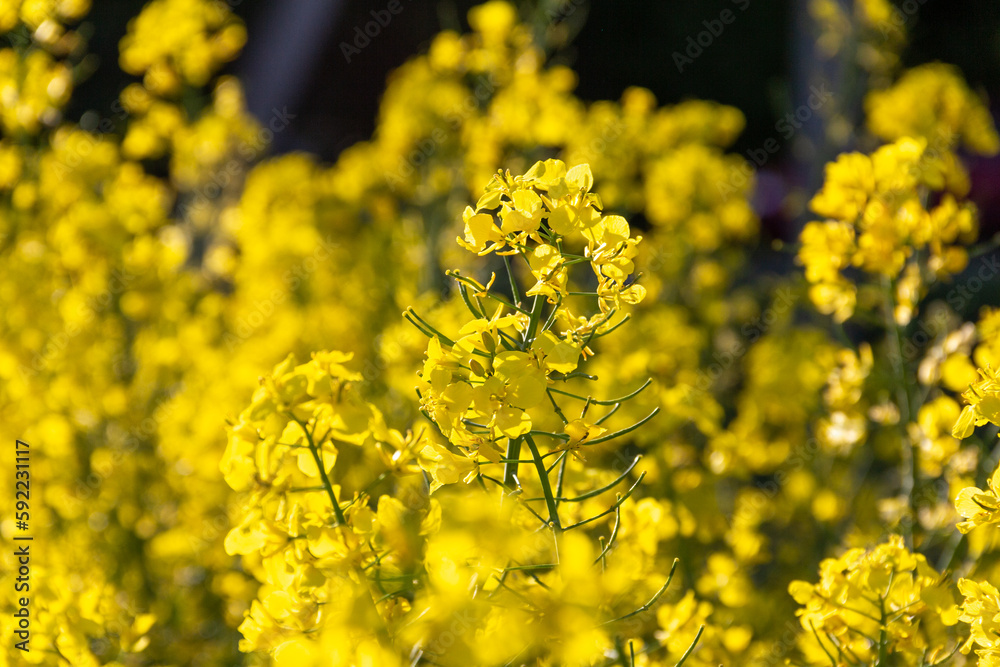 Beautiful yellow blooming rapeseed flowers close up. Beautiful yellow blooming rapeseed flowers close up.