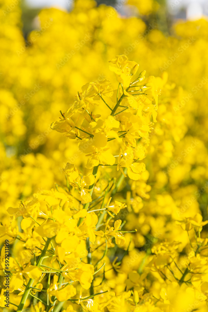 Beautiful yellow blooming rapeseed flowers close up. Beautiful yellow blooming rapeseed flowers close up.