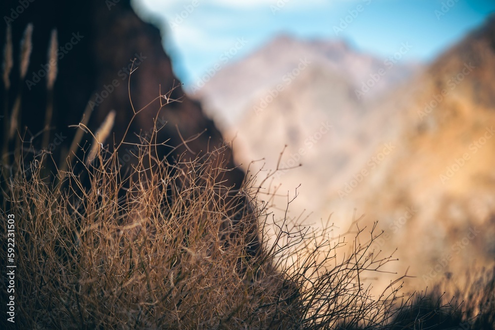 Fototapeta premium Closeup shot of dry grass in the mountains