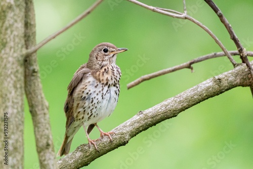 Small brown bird perching on a tree branch