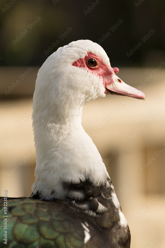 Vertical photo of muscovy duck head close up Vertical photo of muscovy duck head close up