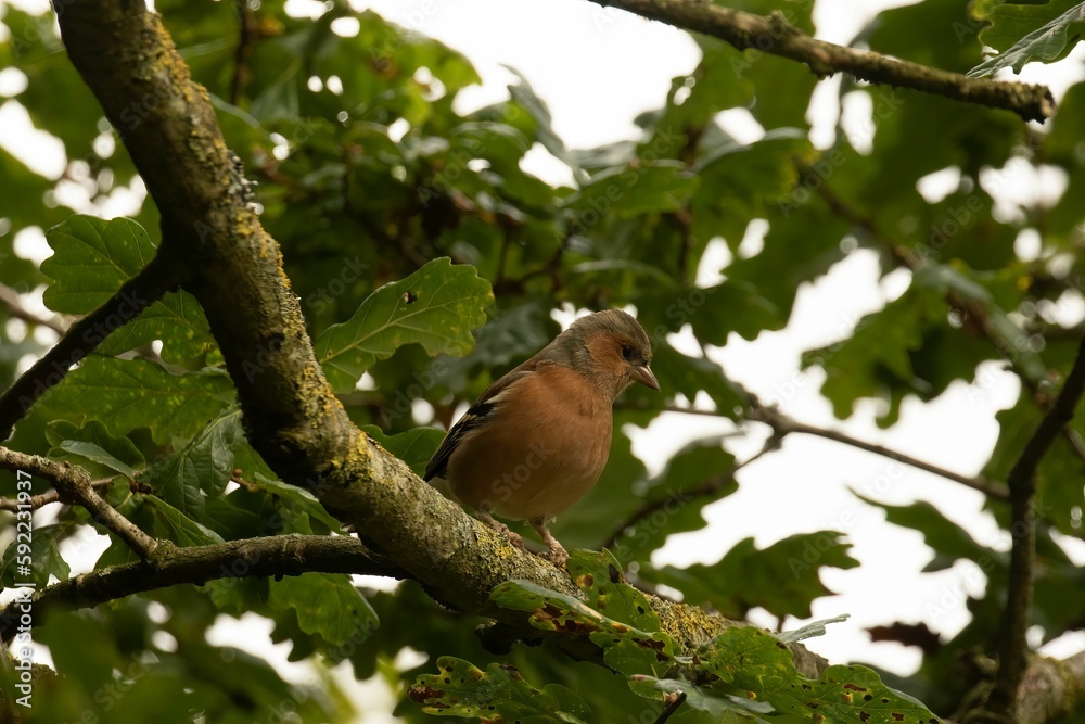 Male Chaffinch bird perched on branch with green Oak leaves Male Chaffinch bird perched on branch with green Oak leaves