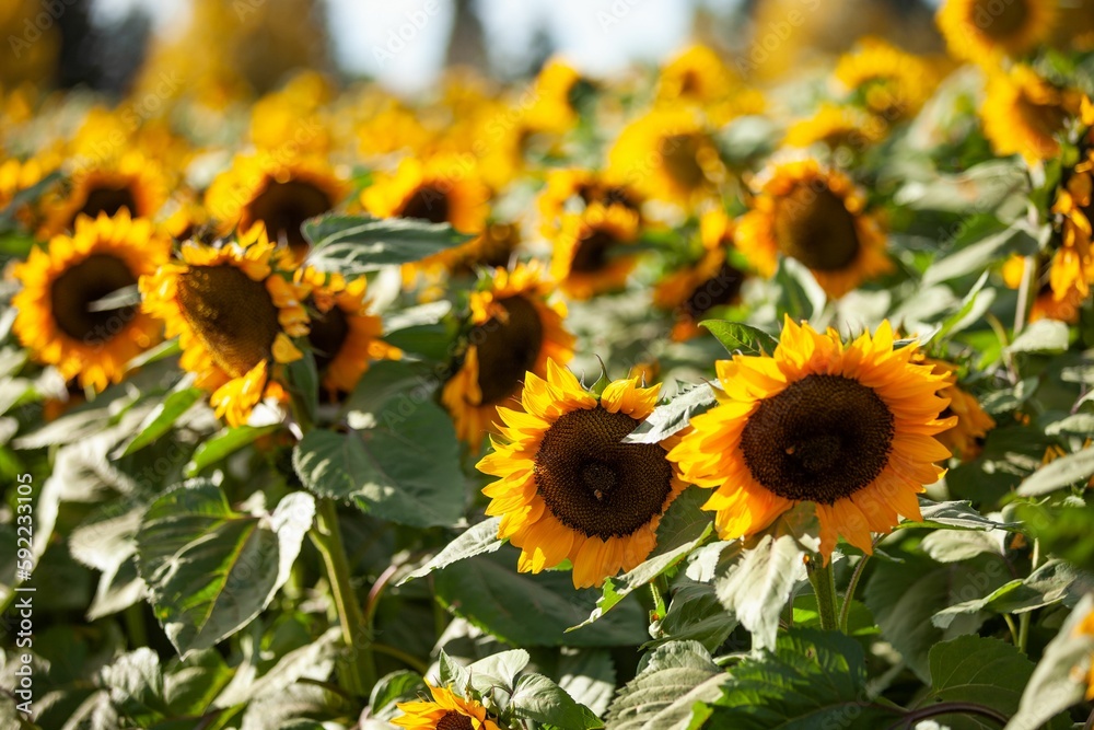 Obraz premium Closeup shot of common sunflowers growing in the field