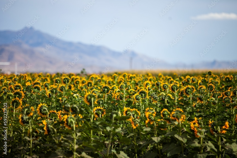 Closeup shot of common sunflowers growing in the field