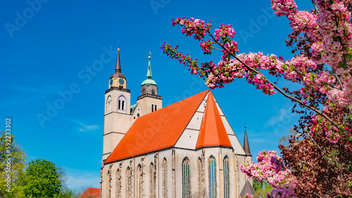 Church of Saint Jochannis, Jochanniskirche, in front of flowers from rosy cherry tree in blossom in historical downtown of Magdeburg at blue Spring sky