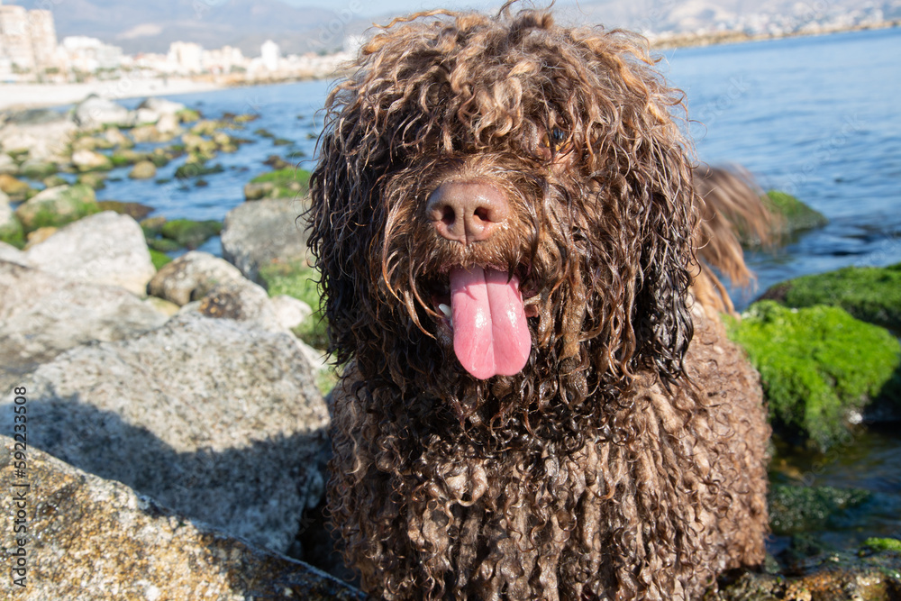 Spanish Water Dog on El Campello Beach, Alicante; Spain