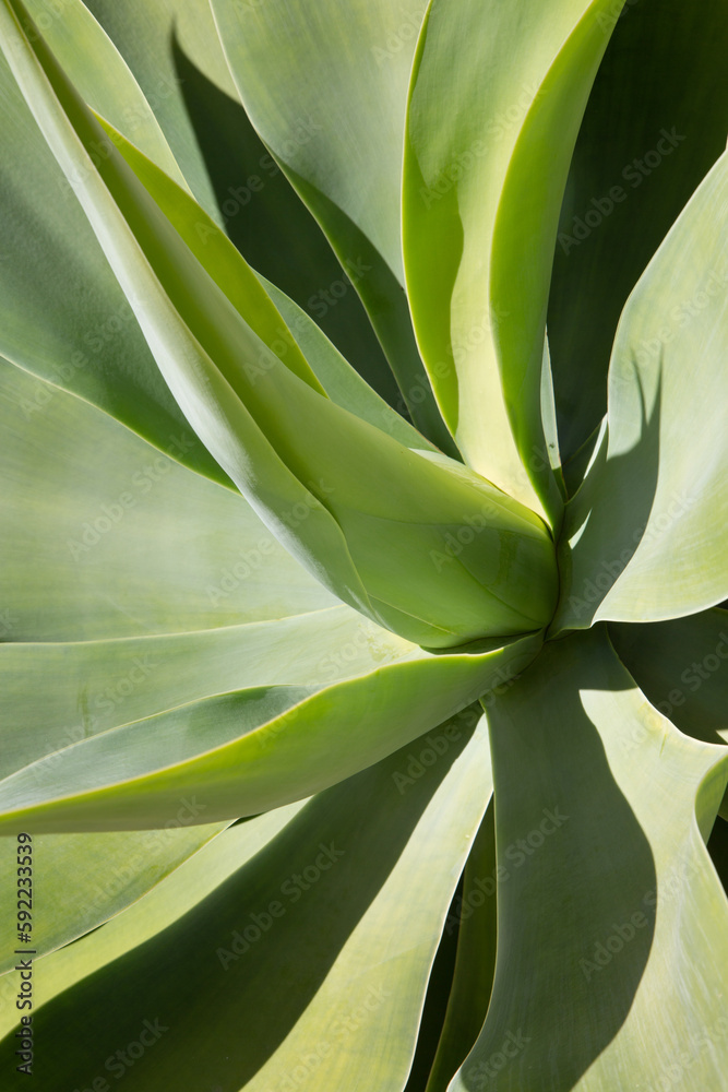 Plant Detail with Green Leaves