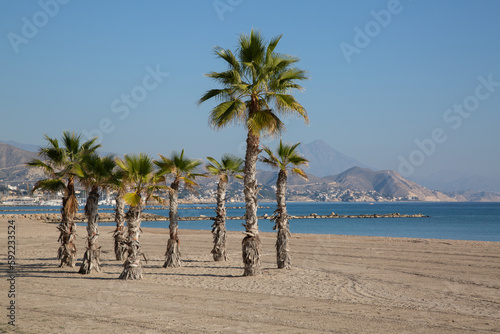 Palm Trees, El Campello Beach, Alicante; Spain