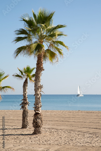 Obraz na płótnie Palm Trees and Yacht, El Campello Beach, Alicante; Spain w salonie