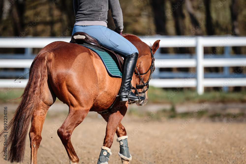 Horse Quarter Horse with Rider Close-up of side of body from diagonally behind, full side from tail to head of horse.. Horse Quarter Horse with Rider Close-up of side of body from diagonally behind, full side from tail to head of horse..