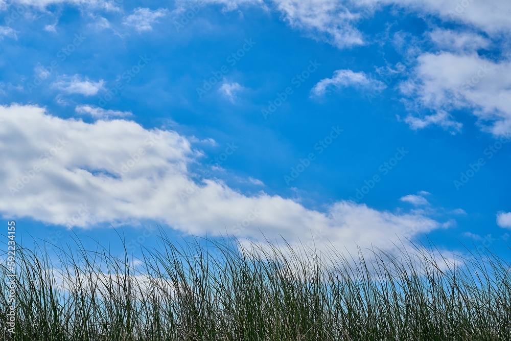 Field of grass under a beautiful cloudy sky - great for wallpapers Field of grass under a beautiful cloudy sky - great for wallpapers
