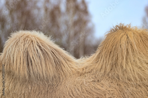 Camel back. Close-up