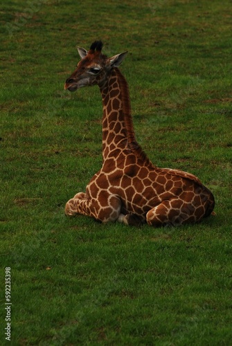 Closeup of a giraffe in the wild