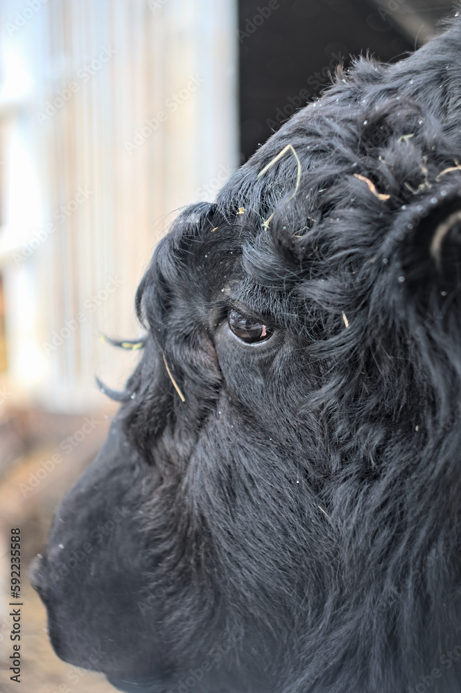 A close-up portrait of a black bison. Texture, fur A close-up portrait of a black bison. Texture, fur
