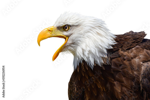 Bald eagle. Close up portrait of an eagle. American sea eagle. Bird of prey, isolated on white background with copy space. © K I Photography