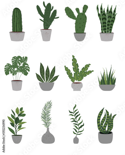 Collection of houseplants in flowerpots and vases.