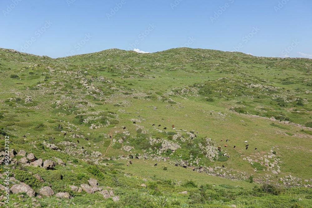 Low-angle shot of an Aragats mountain covered with grass in spring, Armenia