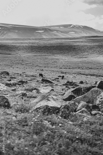 Low-angle grascale of an Aragats mountain covered with grass and stones in spring, Armenia photo