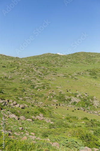 Vertical low-angle shot of an Aragats mountain covered with grass in spring, Armenia