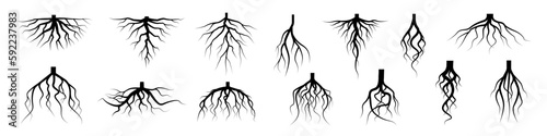 Tree root icon set. Tree root silhouette set. photo