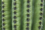 Closeup of spines and ribs of the saguaro cactus