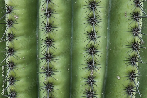 Tableau sur toile Closeup of spines and ribs of the saguaro cactus