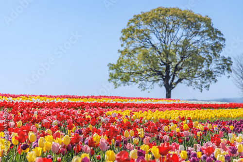 Wallpaper Mural 河川敷に咲く満開のチューリップ Torontodigital.ca