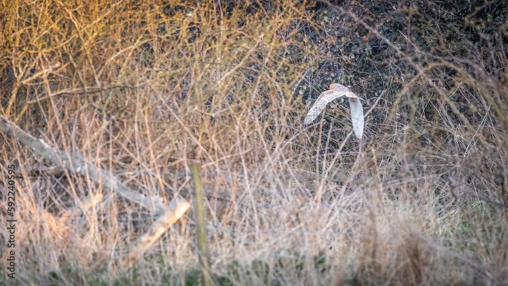 Obraz premium Autumn landscape with an owl flying over the trees.