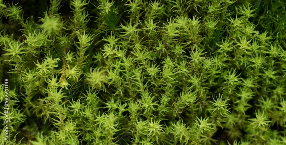 Closeup shot of cypress-leaved plaitmoss or hypnum moss (Hypnum cupressiforme) Closeup shot of cypress-leaved plaitmoss or hypnum moss (Hypnum cupressiforme)