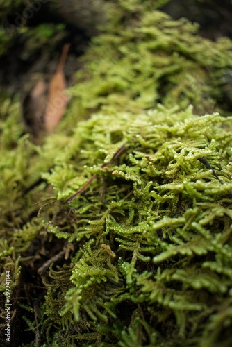 Vertical shot of cypress-leaved plaitmoss or hypnum moss (Hypnum cupressiforme) photo