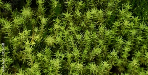 Closeup shot of cypress-leaved plaitmoss or hypnum moss (Hypnum cupressiforme) photo