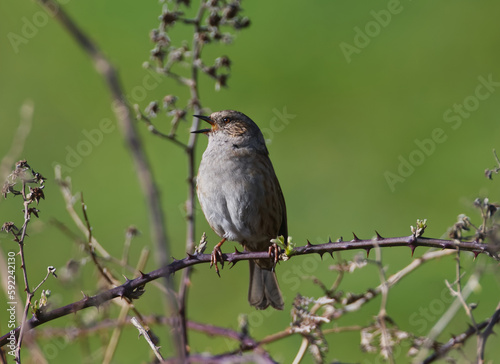 Dunnock singing