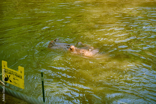 Hippos at Vinpearl Safari and Conservation Park on Phu Quoc , Vietnam.