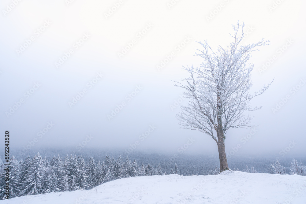 Ein Baum in einer verschneiten Landschaft im Nebel. Ein Baum in einer verschneiten Landschaft im Nebel.