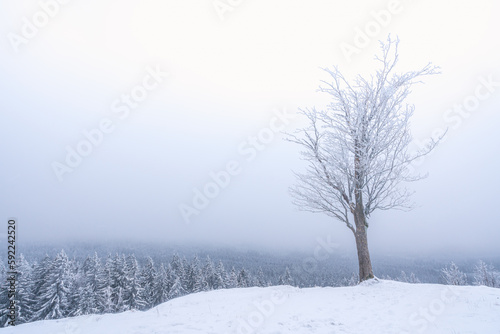 Ein Baum in einer verschneiten Landschaft im Nebel.
