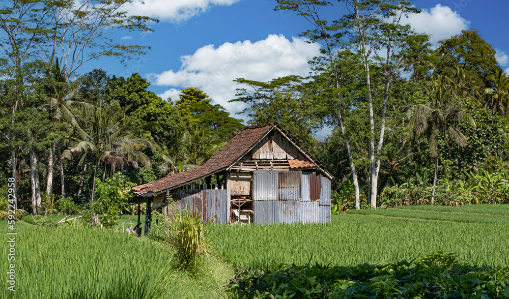 Shack in middle of rice fields landscape