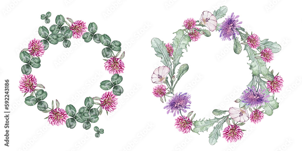 Set of summer wreath of wild flowers. Bindweed, clover,  korostavnik and dandelion leaves. Watercolor illustrations.