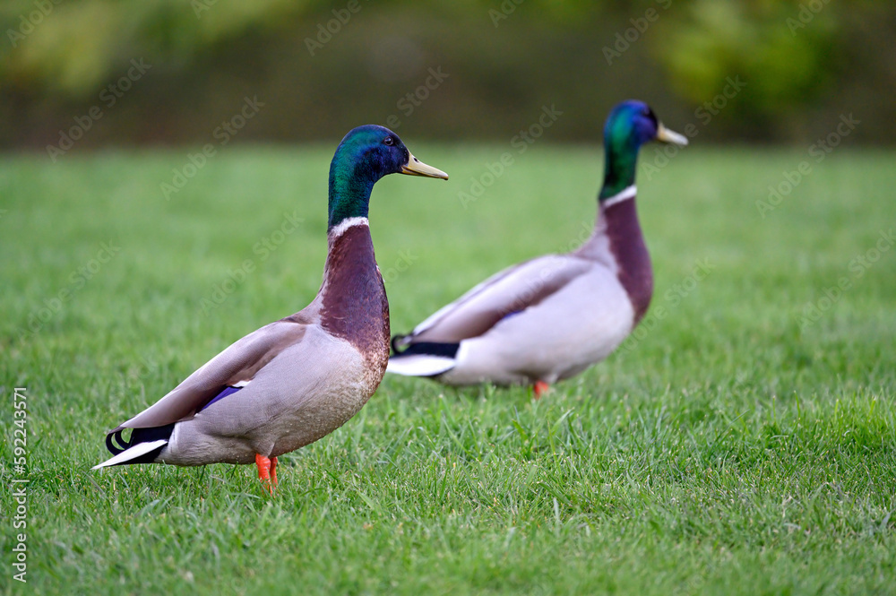 Two male mallards standing on grass in a park. Landscape orientation. Mallard (Anas platyrhynchos) in Beckenham, Kent, UK. Two male mallards standing on grass in a park. Landscape orientation. Mallard (Anas platyrhynchos) in Beckenham, Kent, UK.