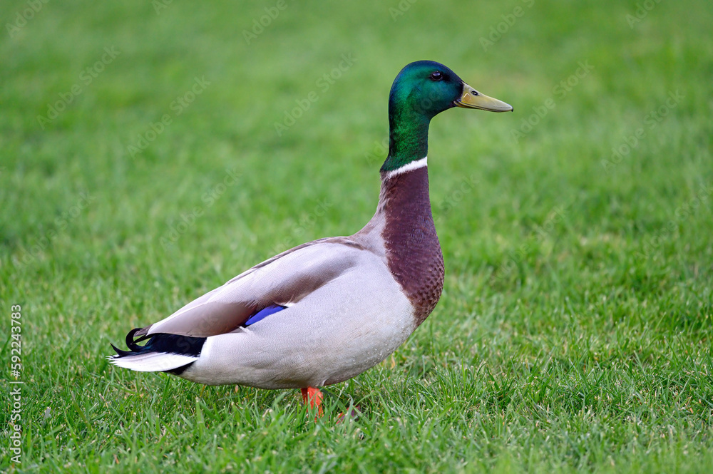 A male mallard standing on grass in a park. Landscape orientation. Mallard (Anas platyrhynchos) in Beckenham, Kent, UK. A male mallard standing on grass in a park. Landscape orientation. Mallard (Anas platyrhynchos) in Beckenham, Kent, UK.
