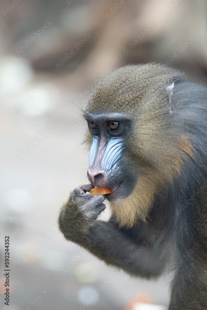 Obraz premium Mandrill - Affe