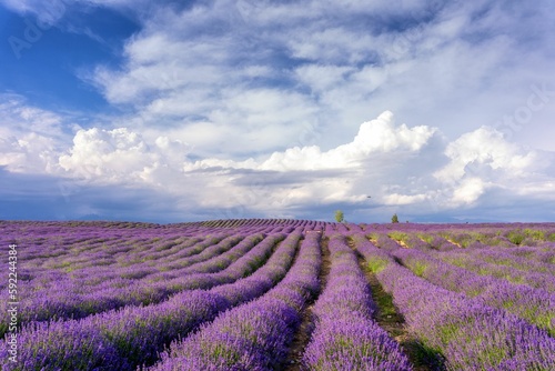 Scenic view of a field of purple lavender flowers in a rural area in cloudy sky background